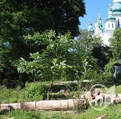 Знесення дерев біля Троїцького собору – екологія чи політика? Знесення дерев біля Троїцького собору – екологія чи політика?